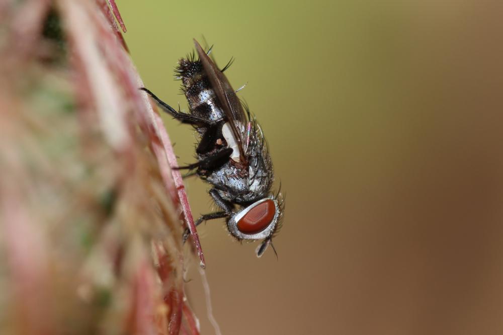 Sphenometopa 