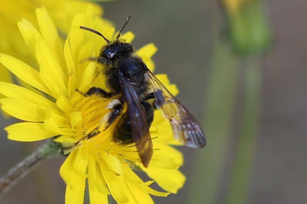  Andrena Fabricius, 1775