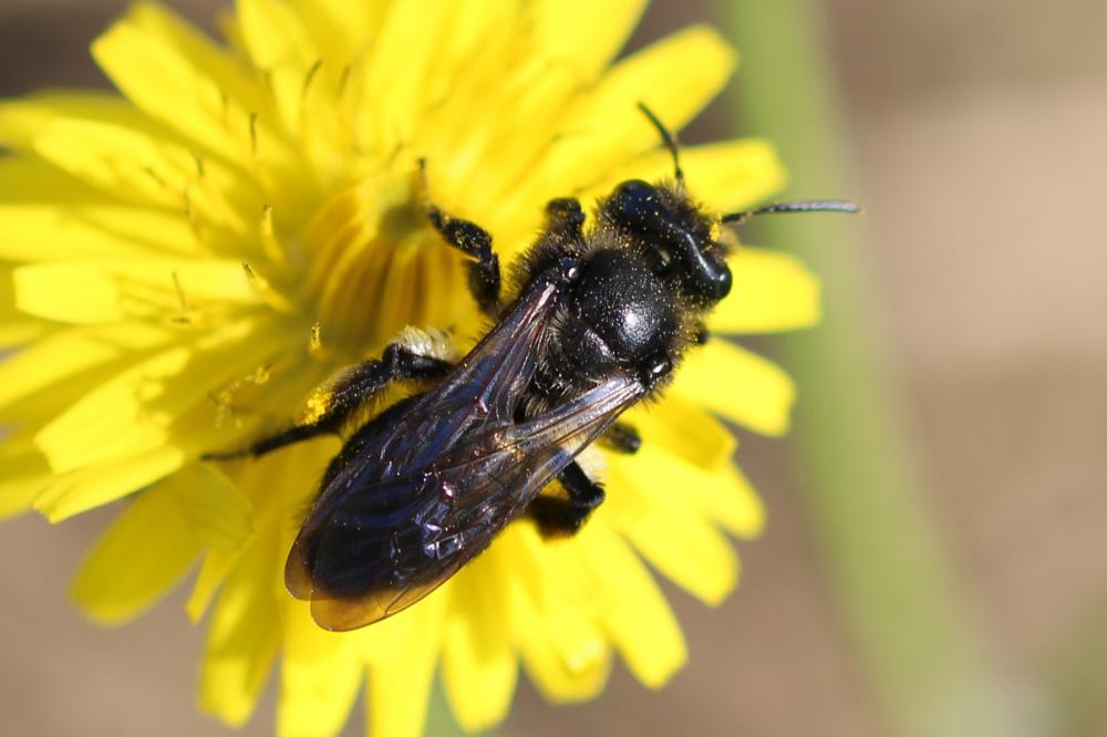  Andrena Fabricius, 1775