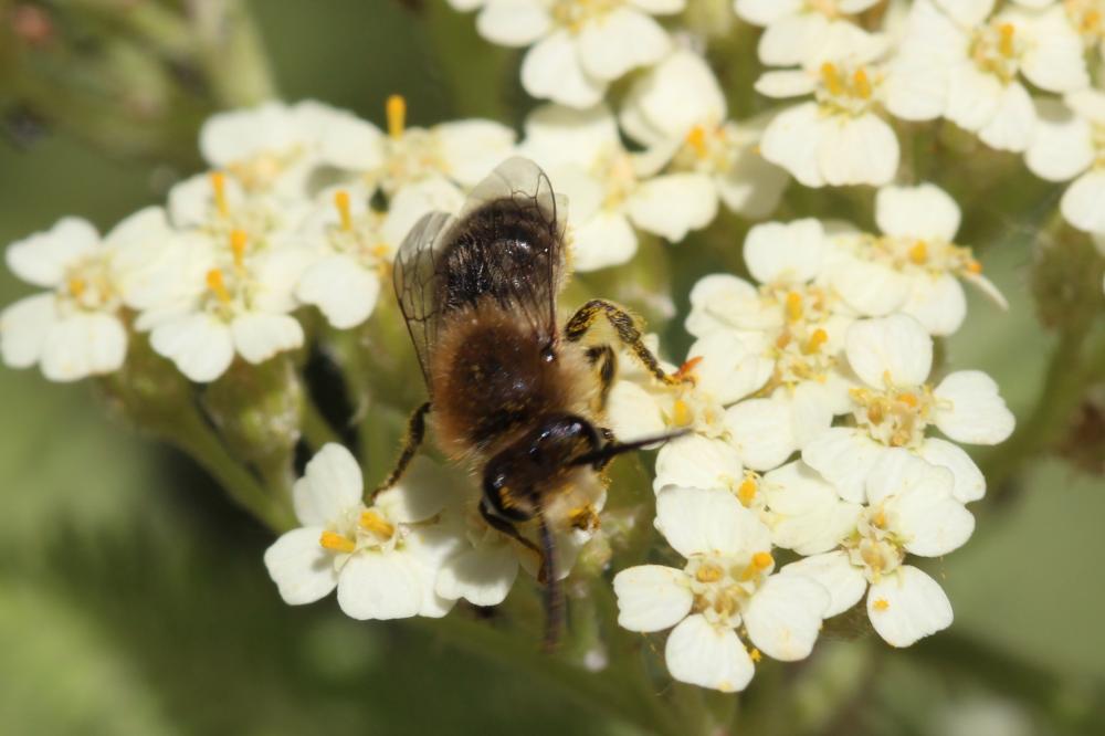  Colletes Latreille, 1802
