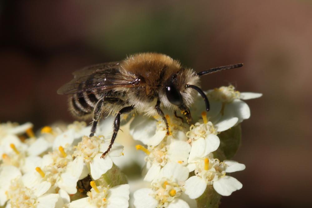 Colletes Latreille, 1802