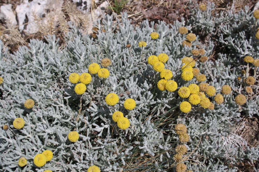 Camomille de Mahon Santolina decumbens Mill., 1768