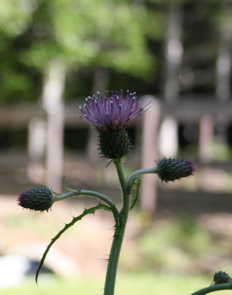 Cirse des ruisseaux, Cirse de Salzbourg Cirsium rivulare (Jacq.) All., 1789