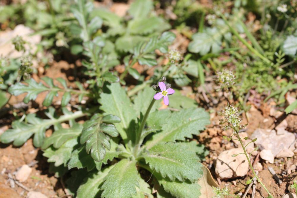 Arabette du printemps Arabis verna (L.) R.Br., 1812