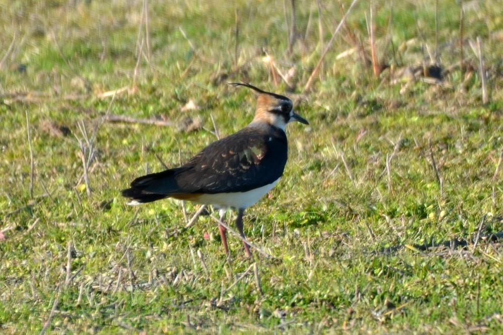 Vanneau huppé Vanellus vanellus (Linnaeus, 1758)