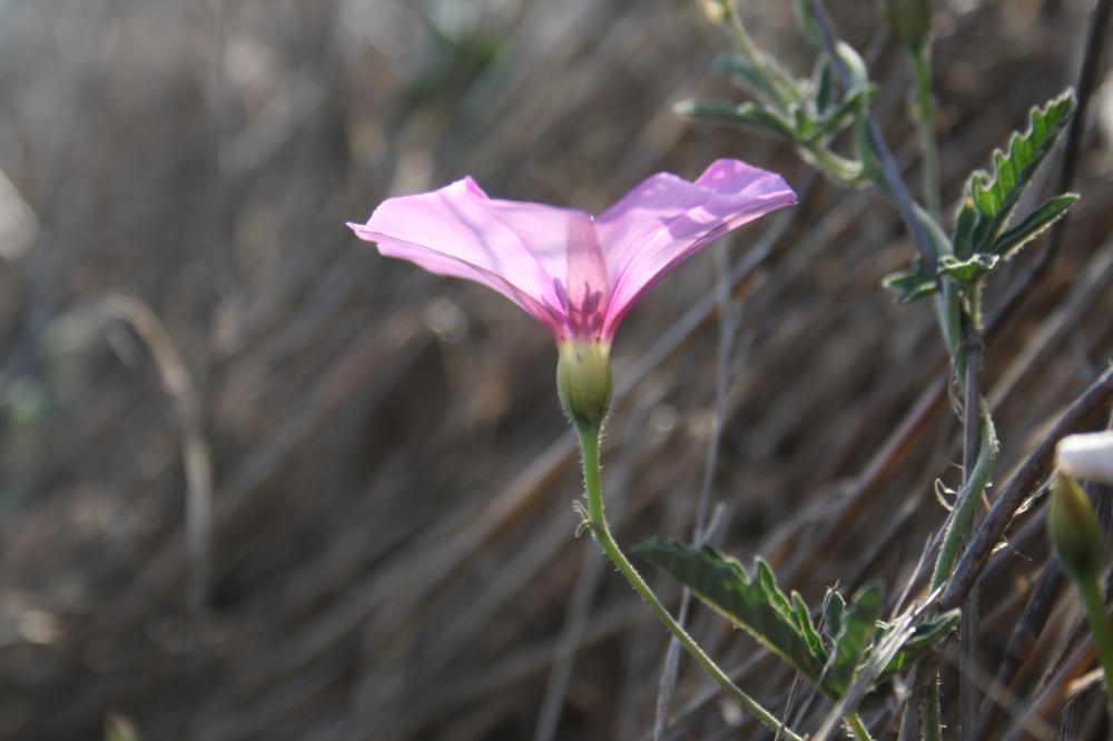 Liseron fausse mauve, Liseron fausse Guimauve Convolvulus althaeoides L., 1753