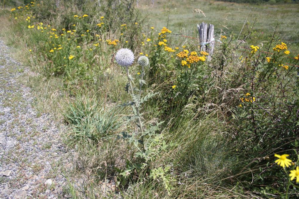 Échinops à tête ronde, Boulette à grosse tête Echinops sphaerocephalus L., 1753