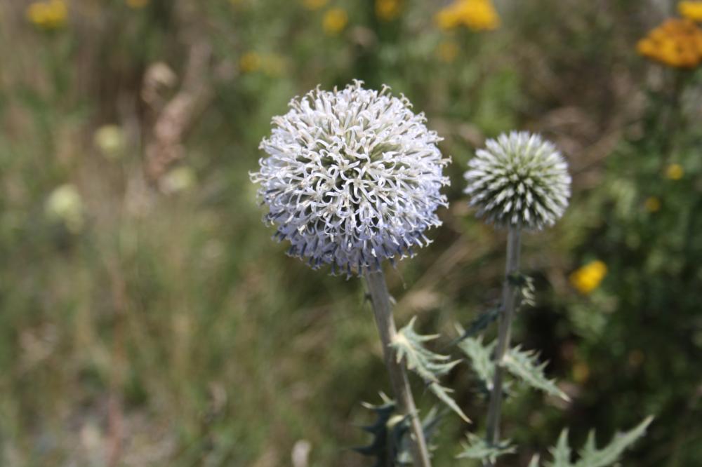 Échinops à tête ronde, Boulette à grosse tête Echinops sphaerocephalus L., 1753