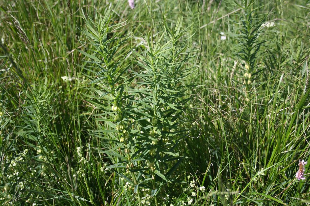 Sceau de Salomon verticillé, Muguet verticillé Polygonatum verticillatum (L.) All., 1785