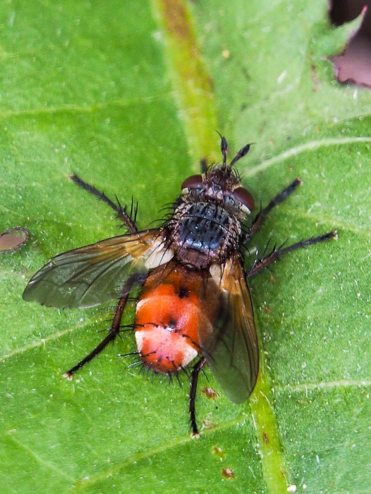 Tachina praeceps Meigen, 1824