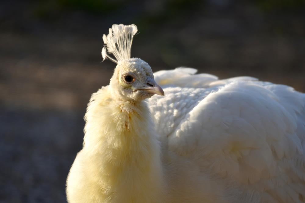 Paon Pavo cristatus Linnaeus, 1758
