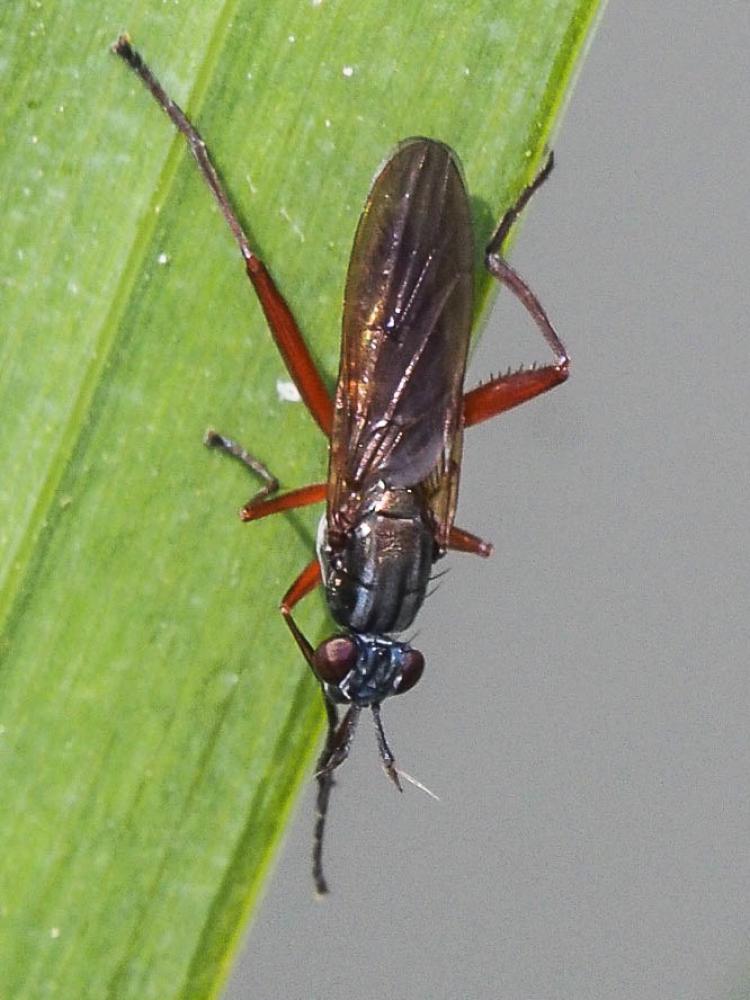  Sepedon sphegea (Fabricius, 1775)