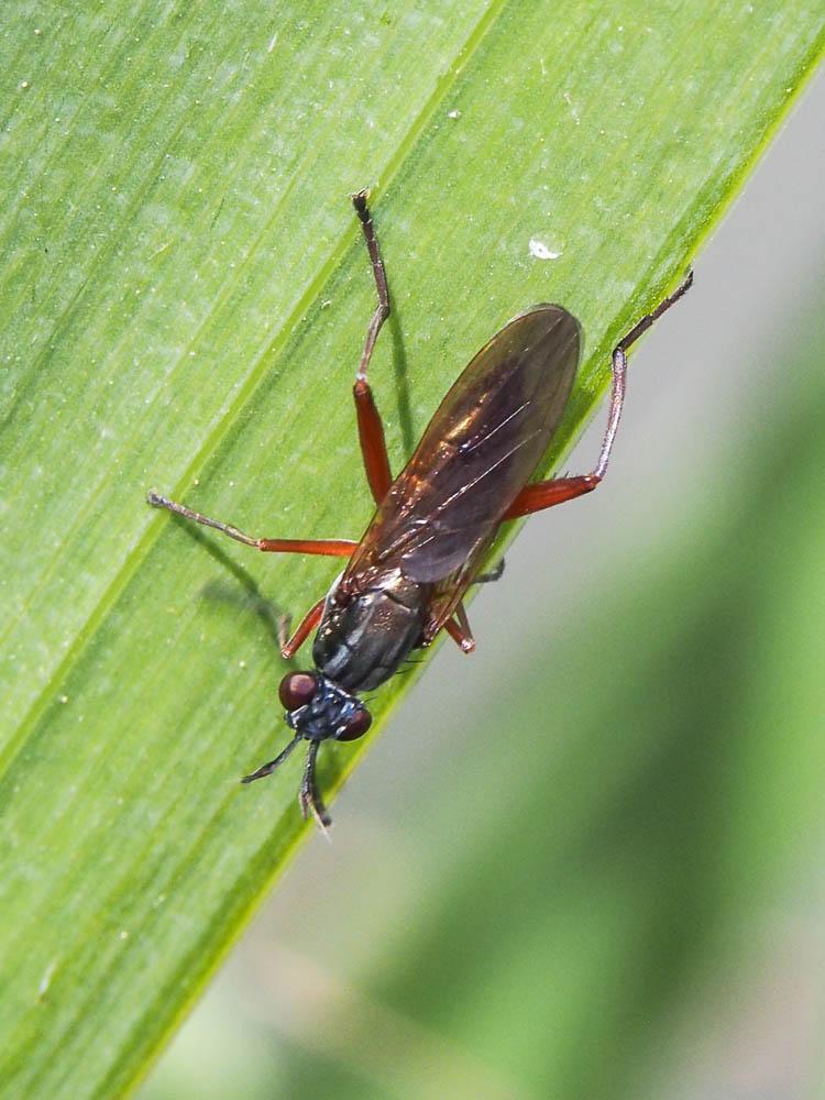  Sepedon sphegea (Fabricius, 1775)