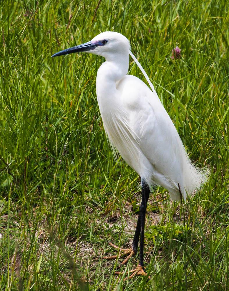 Aigrette garzette Egretta garzetta (Linnaeus, 1766)