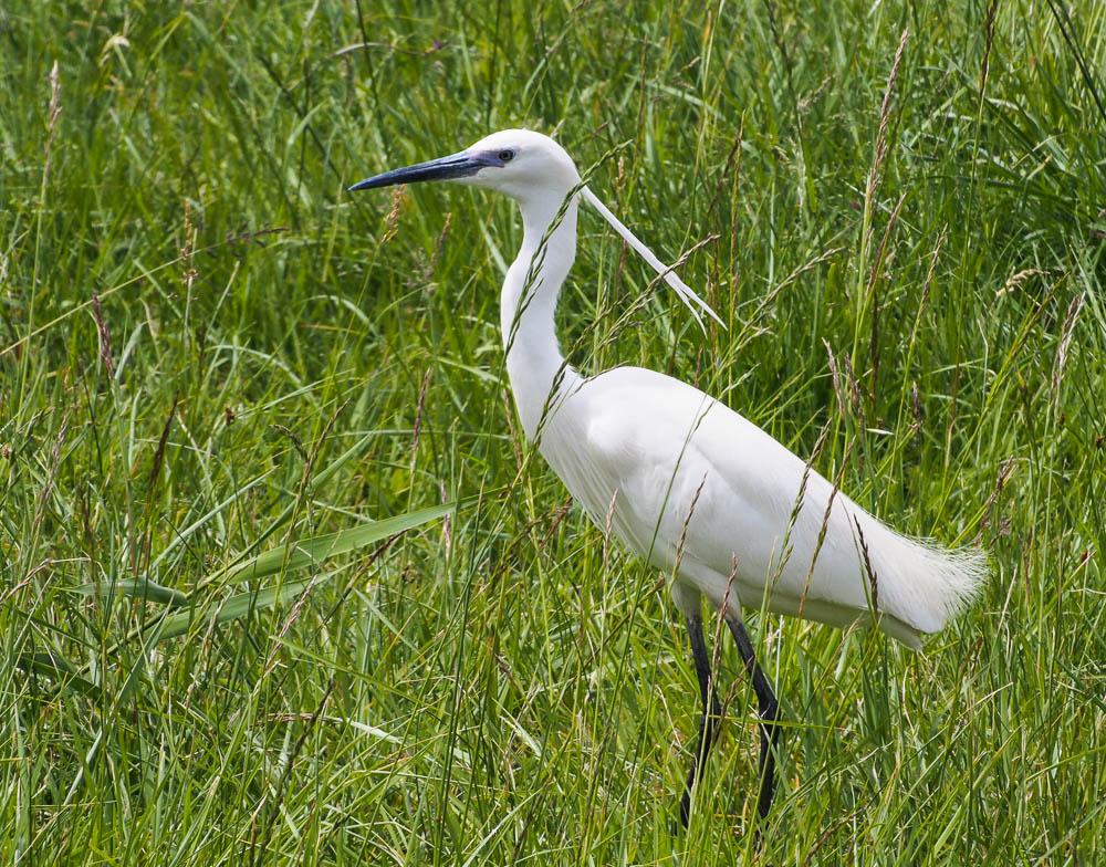 Aigrette garzette Egretta garzetta (Linnaeus, 1766)