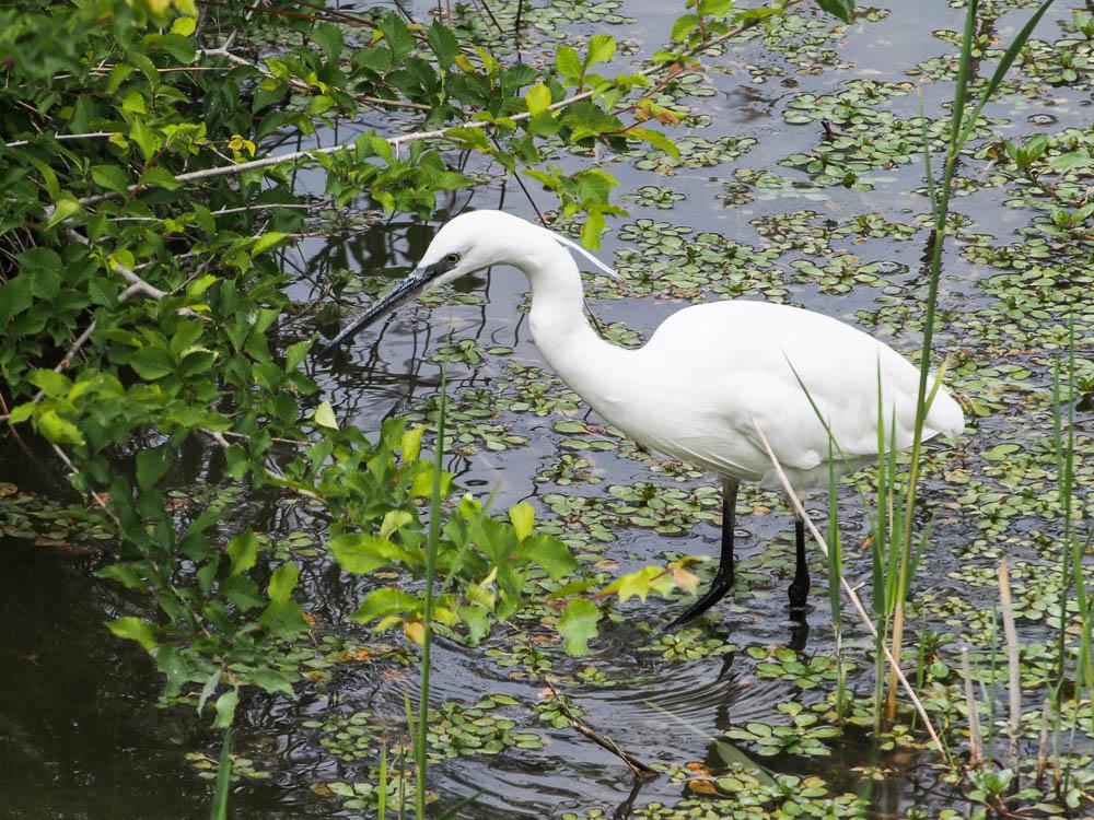 Aigrette garzette Egretta garzetta (Linnaeus, 1766)