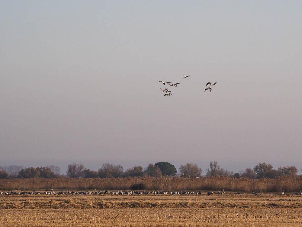 Grue cendrée Grus grus (Linnaeus, 1758)