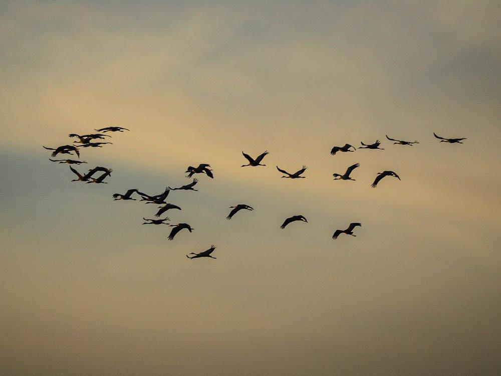 Grue cendrée Grus grus (Linnaeus, 1758)