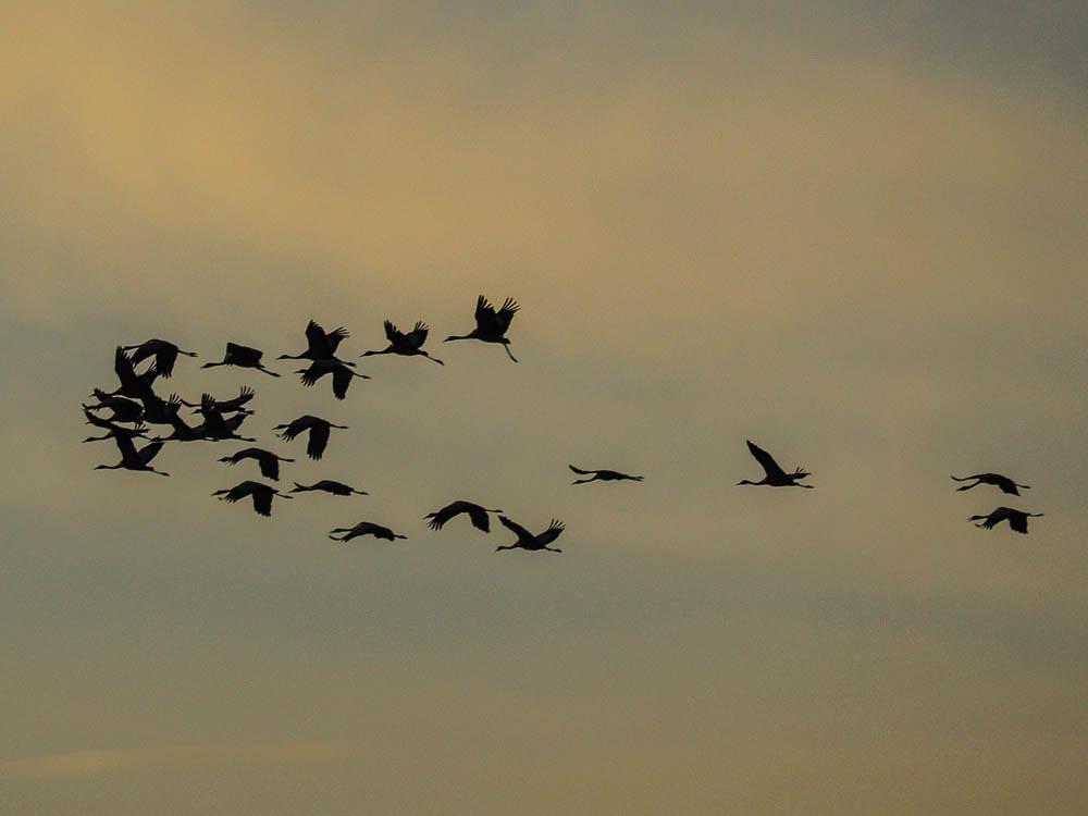 Grue cendrée Grus grus (Linnaeus, 1758)
