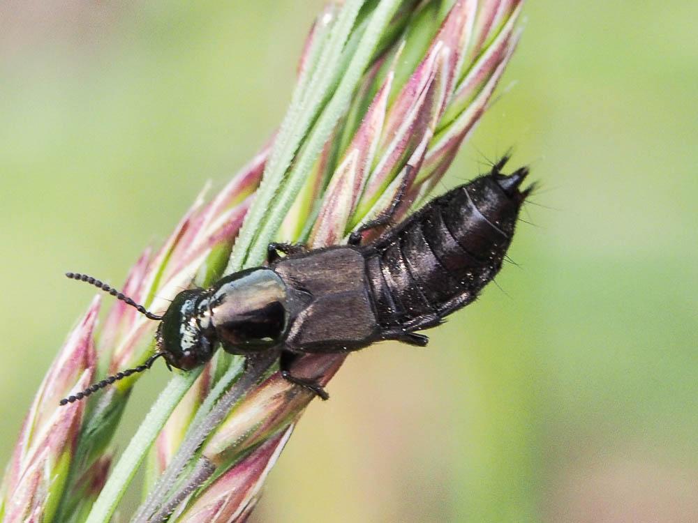 Staphylinidae Latreille, 1802