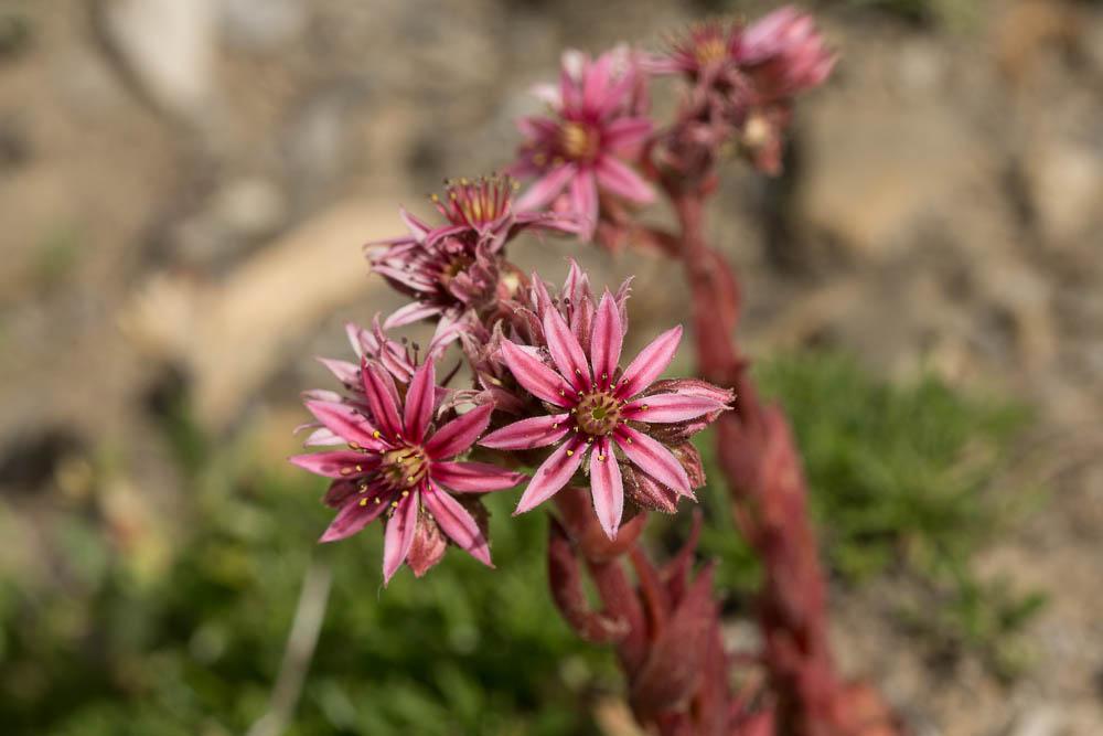 Joubarbe Sempervivum x barbulatum Schott, 1853
