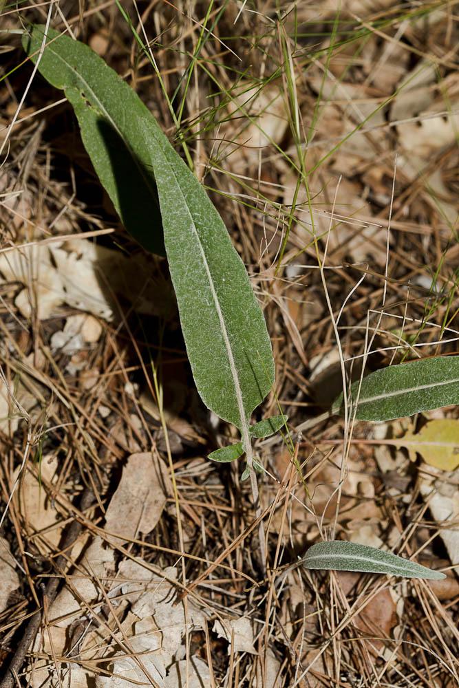 Pomme-de-pin Rhaponticum coniferum (L.) Greuter, 2003