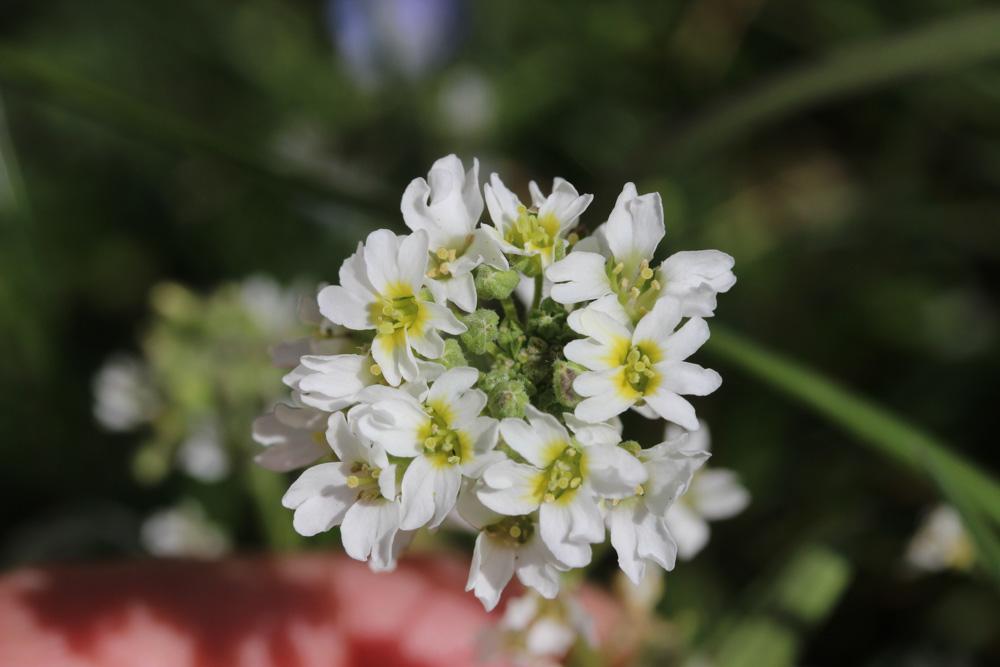 Alysson blanc, Alysse blanche Berteroa incana (L.) DC., 1821