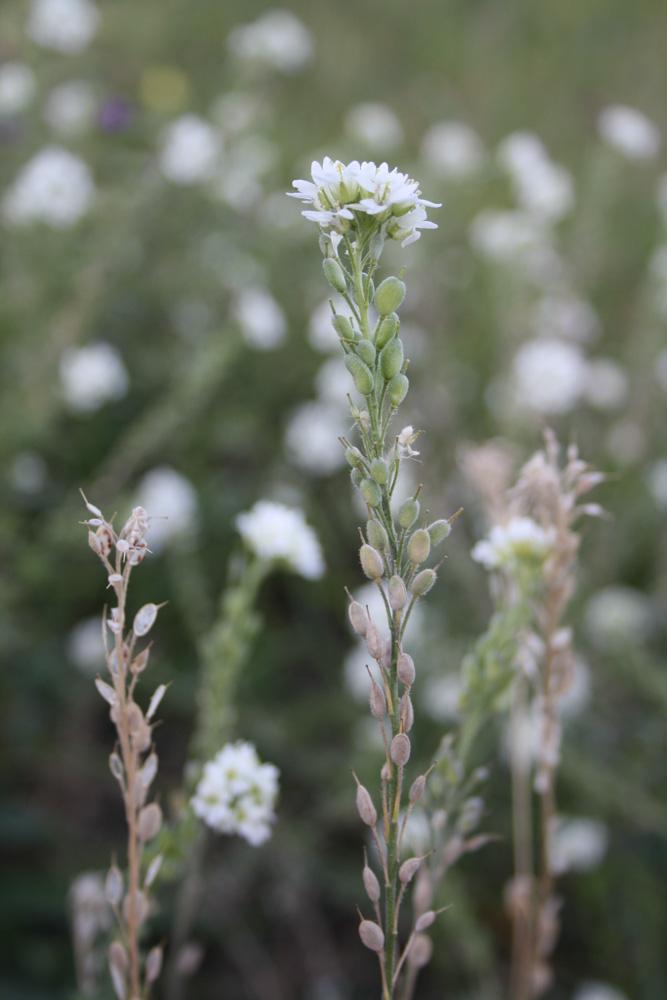 Alysson blanc, Alysse blanche Berteroa incana (L.) DC., 1821