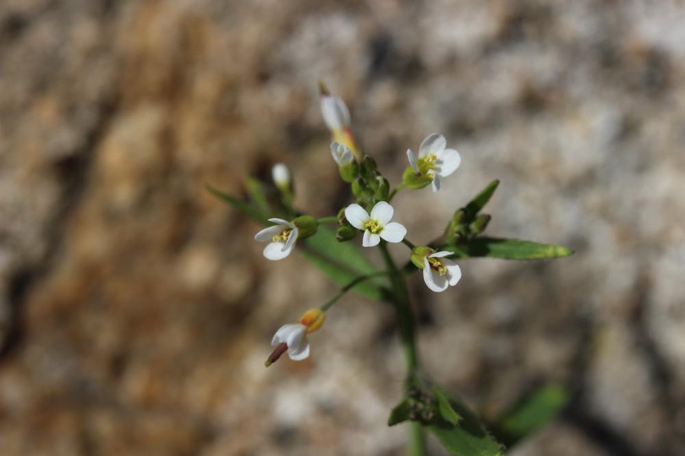 Arabette de thalius, Arabette des dames Arabidopsis thaliana (L.) Heynh., 1842