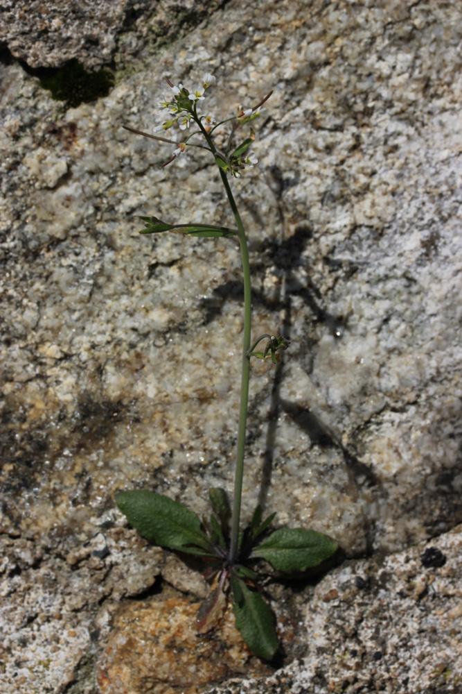 Arabette de thalius, Arabette des dames Arabidopsis thaliana (L.) Heynh., 1842