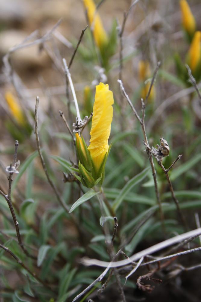 Lin campanulé Linum campanulatum L., 1753