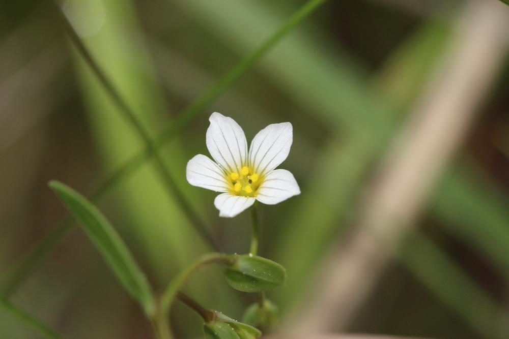 Lin purgatif Linum catharticum L., 1753