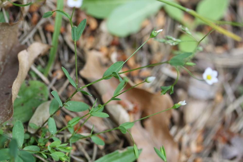 Lin purgatif Linum catharticum L., 1753