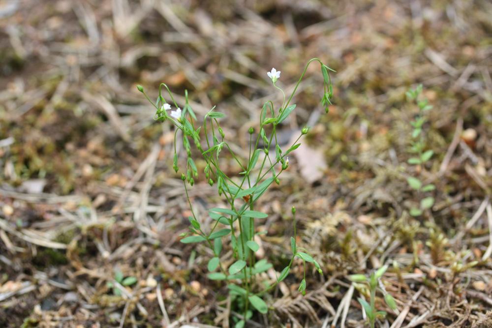 Lin purgatif Linum catharticum L., 1753