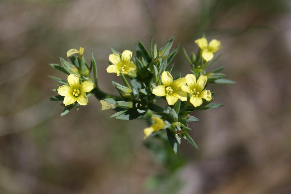 Lin raide, Lin droit Linum strictum L., 1753