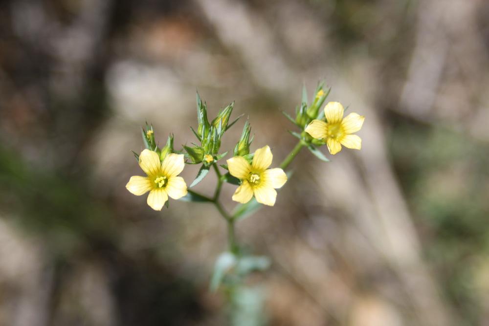 Lin raide, Lin droit Linum strictum L., 1753