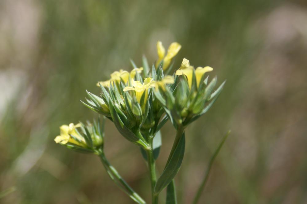 Lin raide, Lin droit Linum strictum L., 1753