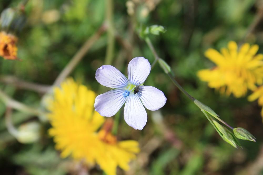Lin bisannuel Linum usitatissimum subsp. angustifolium (Huds.) Thell., 1912