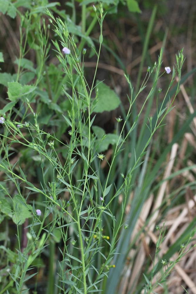 Lin bisannuel Linum usitatissimum subsp. angustifolium (Huds.) Thell., 1912