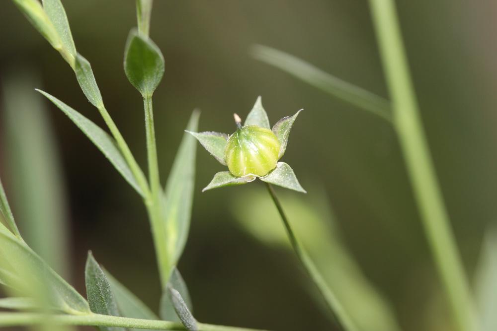 Lin bisannuel Linum usitatissimum subsp. angustifolium (Huds.) Thell., 1912