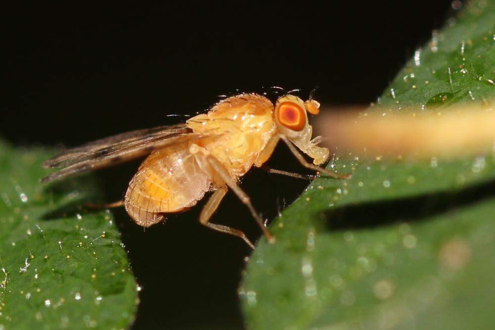  Homoneura van der Wulp, 1891