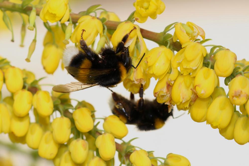 Bombus Latreille, 1802