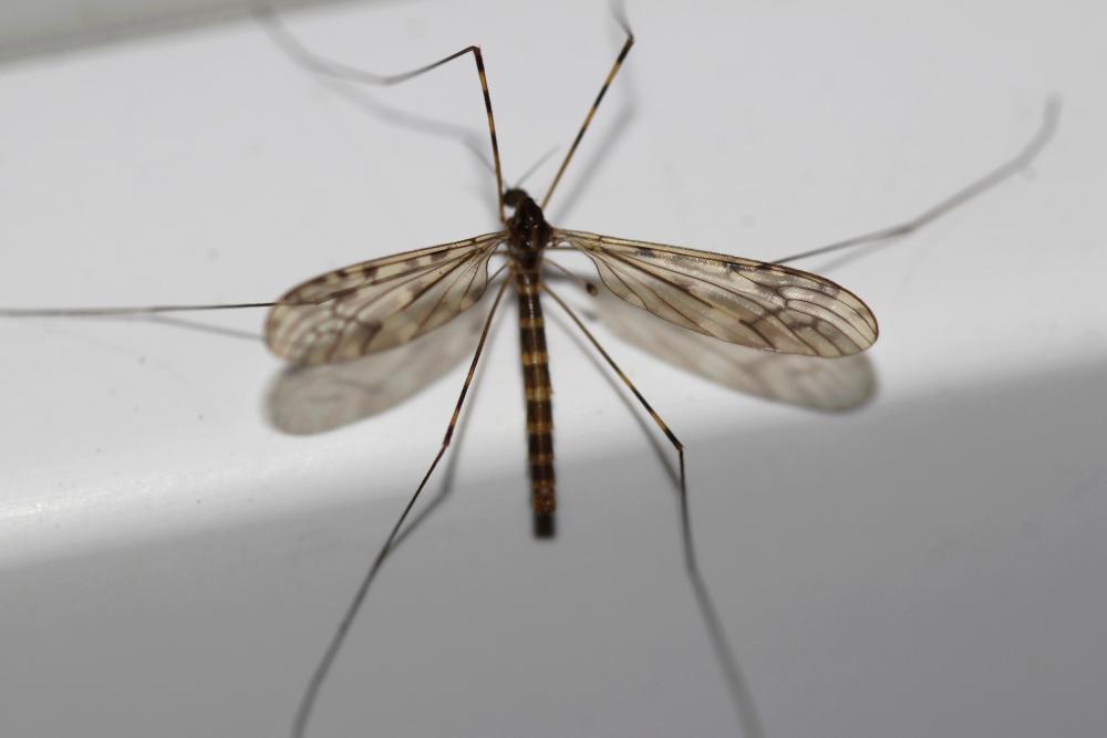 Limonia nubeculosa Meigen, 1804
