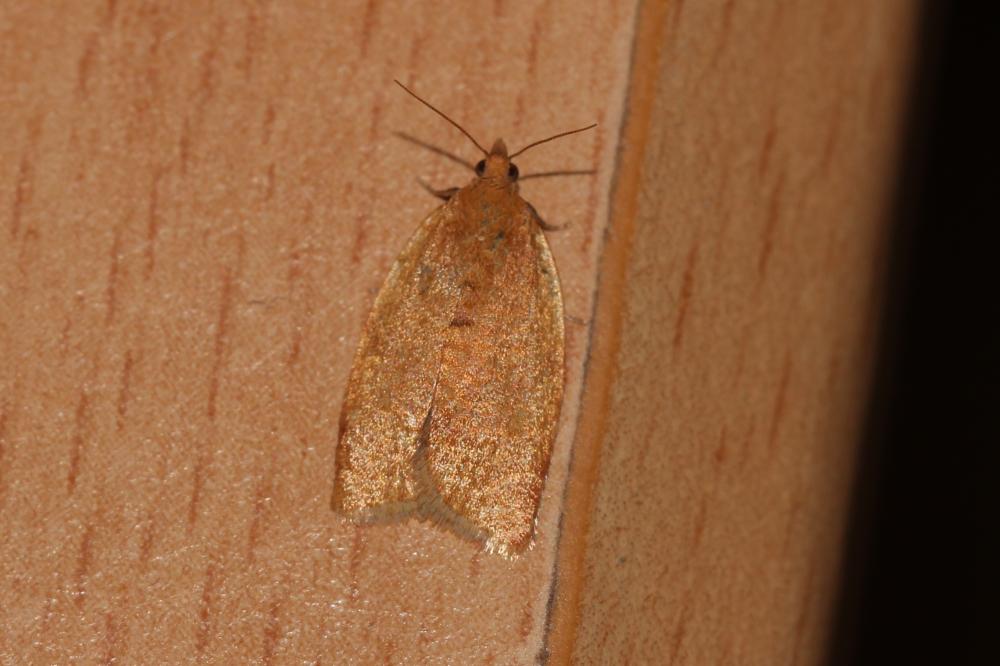  Aphelia 