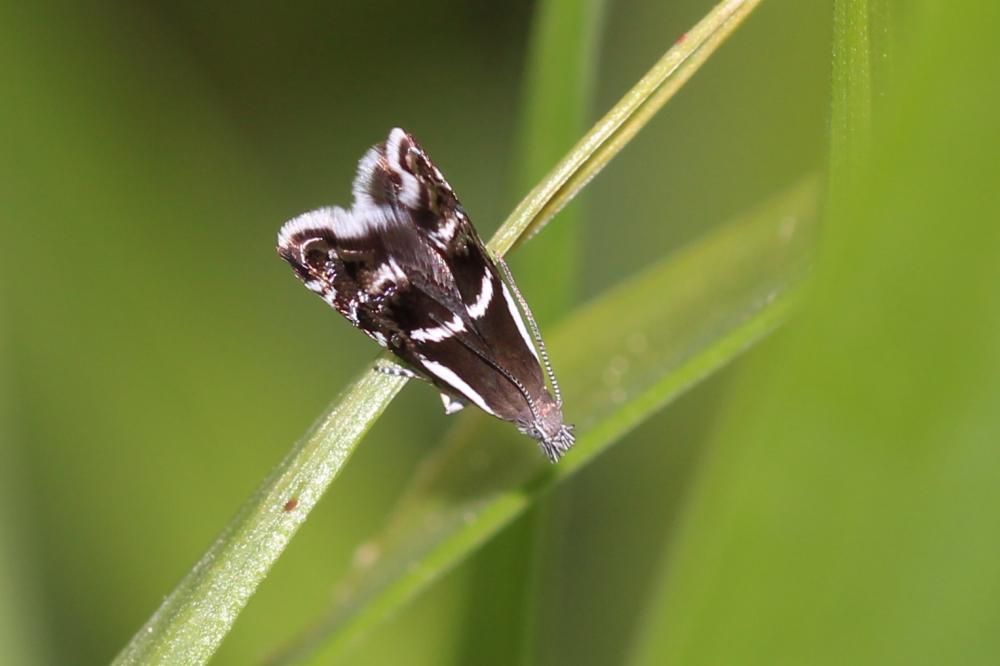 Millieria dolosalis (Heydenreich, 1851)