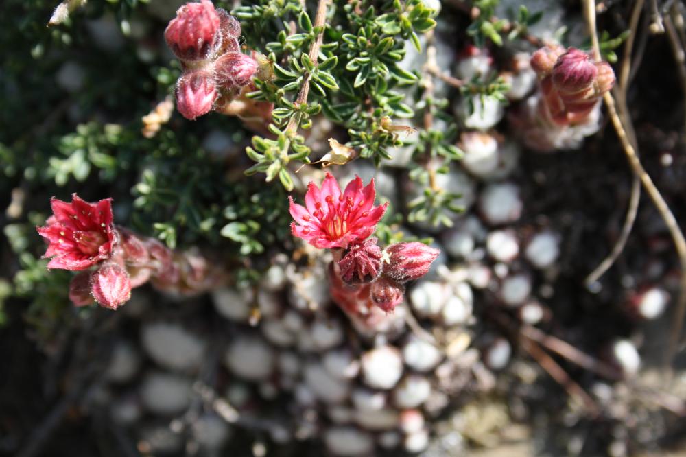 Joubarbe-araignée, Joubarbe à toiles d'araignée Sempervivum arachnoideum L., 1753
