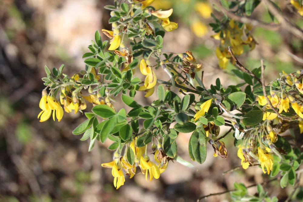 Genêt velu, Cytise velu Cytisus villosus Pourr., 1788