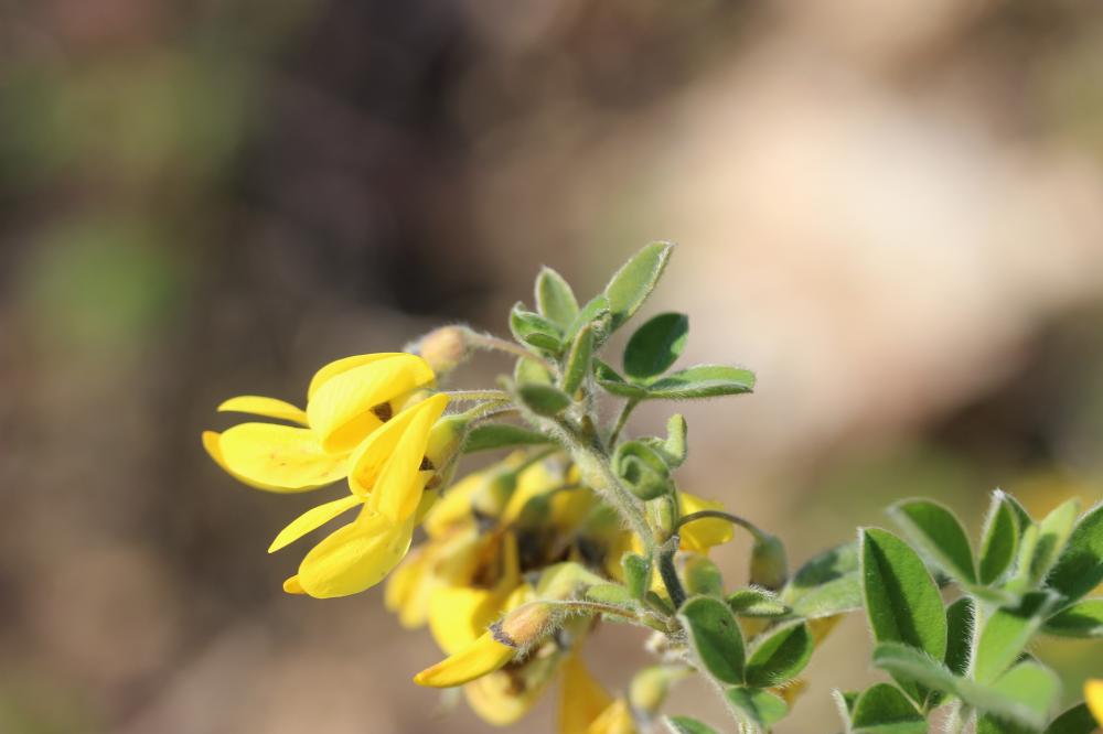 Genêt velu, Cytise velu Cytisus villosus Pourr., 1788