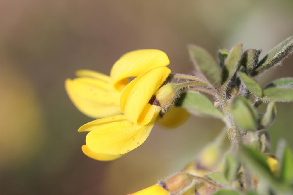 Genêt velu, Cytise velu Cytisus villosus Pourr., 1788