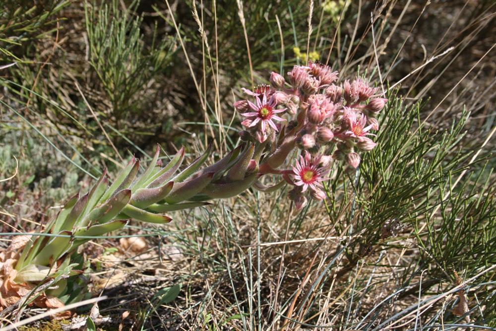Joubarbe des toits, Grande joubarbe Sempervivum tectorum L., 1753